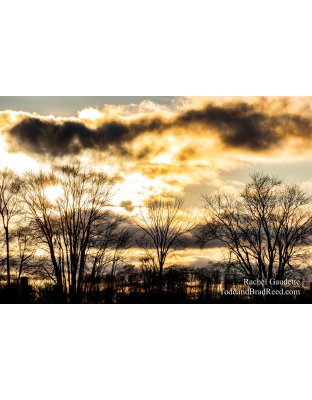 Rachel's Day 41 of 366 - February 10, 2020