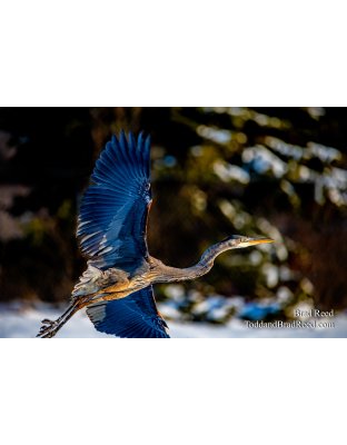 Brad Reed's Day 43 of 366