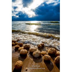 Brad Reed\'s Day 44 of 366