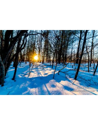 Rachel's Day 47 of 366 - February 16, 2020