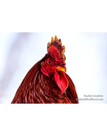 Rachel's Day 53 of 366 - February 22, 2020