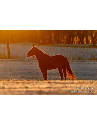 Rachel's Day 54 of 366 - February 23, 2020