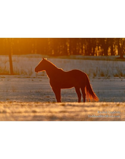 Rachel's Day 54 of 366 - February 23, 2020
