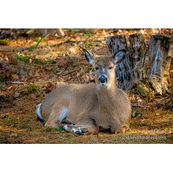 Brad Reed\'s Day 68 of 366