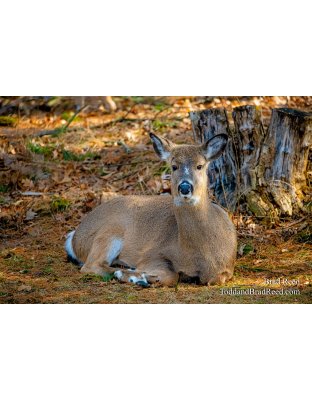 Brad Reed's Day 68 of 366