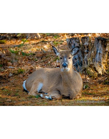 Brad Reed's Day 68 of 366