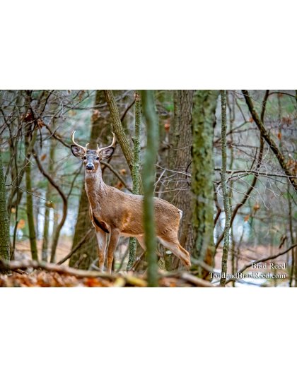 Brad Reed's Day 69 of 366