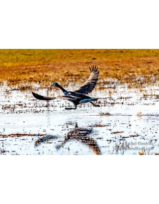 Rachel's Day 70 of 366 - March 10, 2020