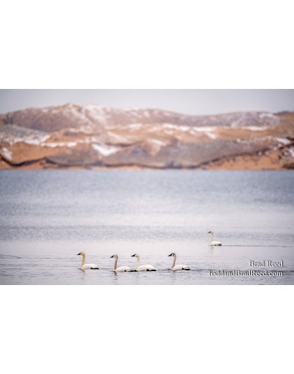 Brad Reed's Day 71 of 366