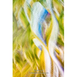 Brad Reed\'s Day 75 of 366