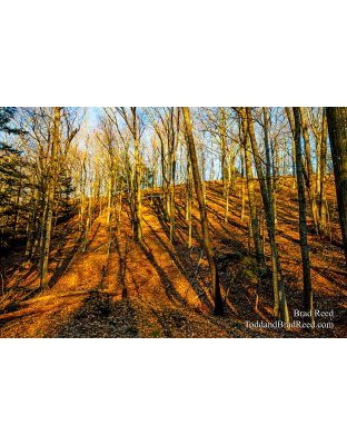 Brad Reed's Day 77 of 366