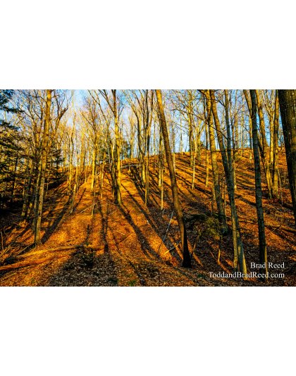 Brad Reed's Day 77 of 366