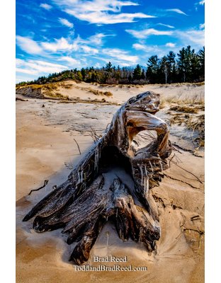 Brad Reed's Day 81 of 366