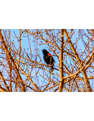 Rachel's Day 82 of 366 - March 22, 2020