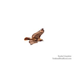 Rachel\'s Day 85 of 366 - March 25, 2020