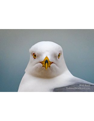 Brad Reed's Day 97 of 366