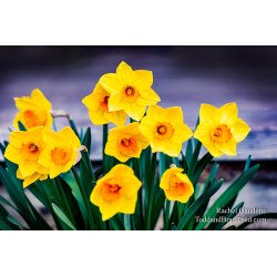 Rachel\'s Day 98 of 366 - April 7, 2020