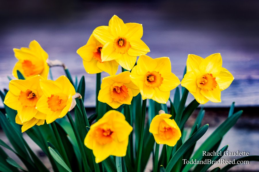 Rachel's Day 98 of 366 - April 7, 2020