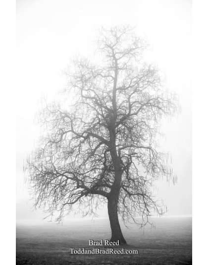 Brad Reed's Day 99 of 366