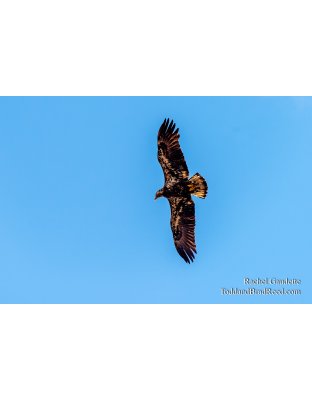 Rachel's Day 100 of 366 - April 9, 2020