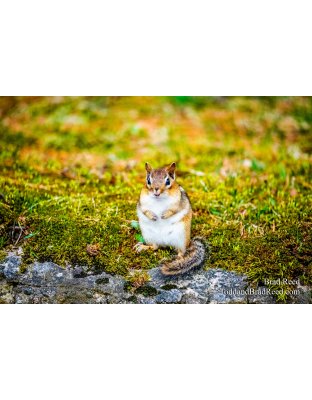 Brad Reed's Day 101 of 366