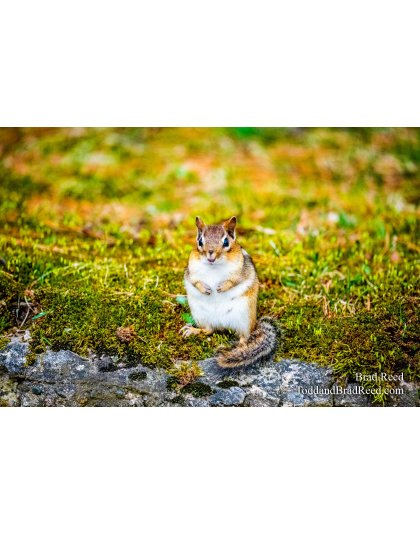 Brad Reed's Day 101 of 366