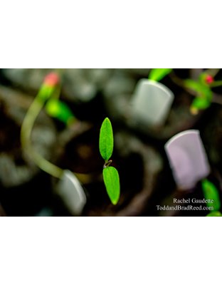 Rachel's Day 101 of 366 - April 10, 2020