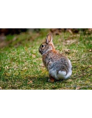 Brad Reed's Day 103 of 366