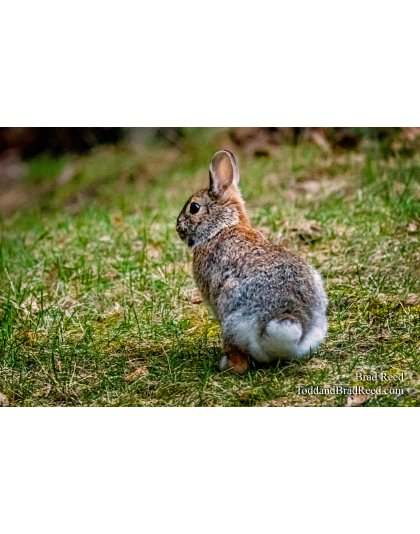 Brad Reed's Day 103 of 366