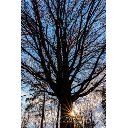 Rachel\'s Day 105 of 366 - April 14, 2020