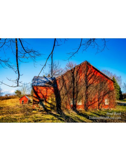 Brad Reed's Day 107 of 366