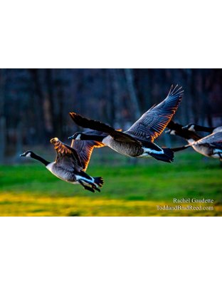 Rachel's Day 107 of 366 - April 16, 2020