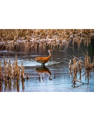 Rachel's Day 113 of 366 - April 22, 2020