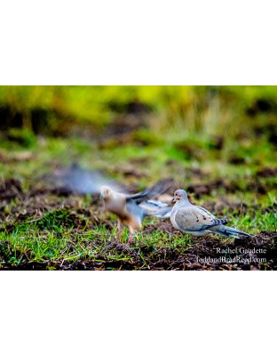 Rachel's Day 114 of 366 - April 23, 2020