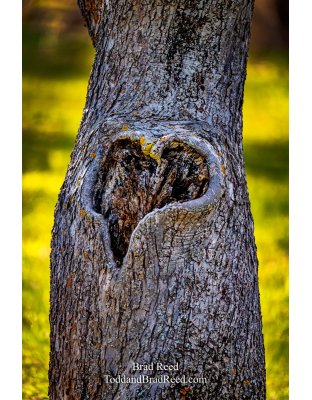 Brad Reed's Day 115 of 366