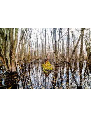 Rachel's Day 116 of 366 - April 25, 2020