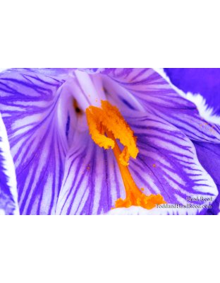 Brad Reed's Day 119 of 366