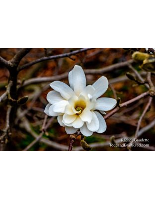 Rachel's Day 119 of 366 - April 28, 2020