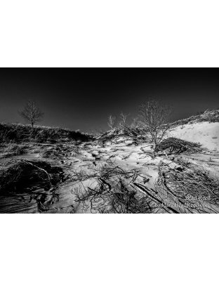 Brad Reed's Day 121 of 366