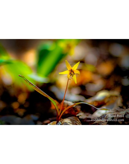 Brad Reed's Day 123 of 366