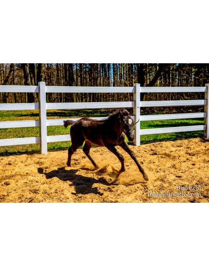 Brad Reed's Day 124 of 366