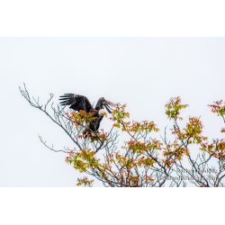Father\'s Day Fly In