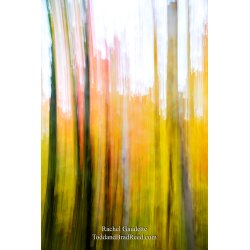 White Birch Forest