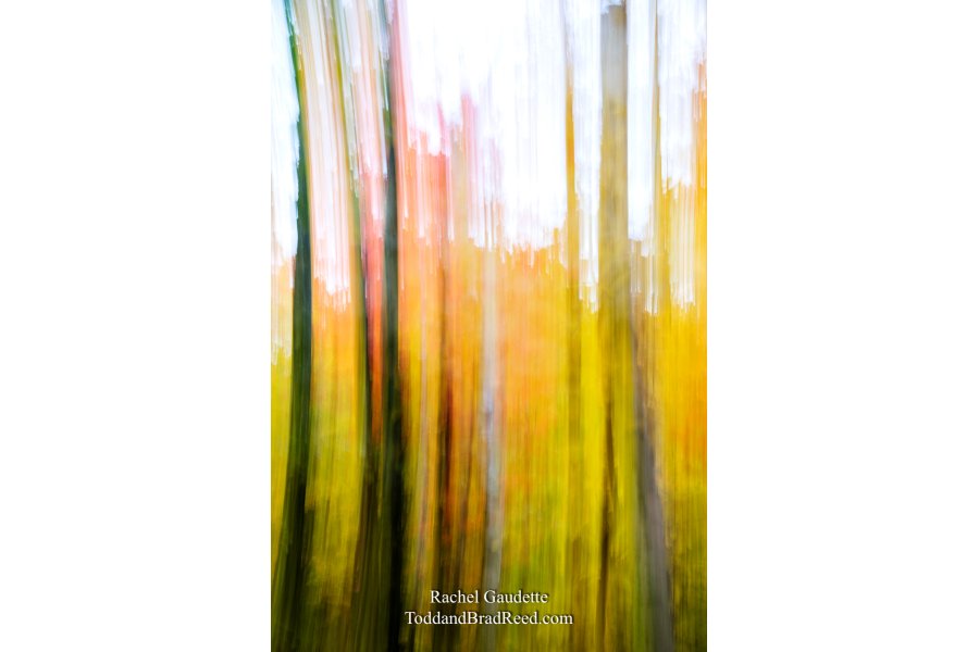 White Birch Forest