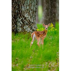 Spring Gift