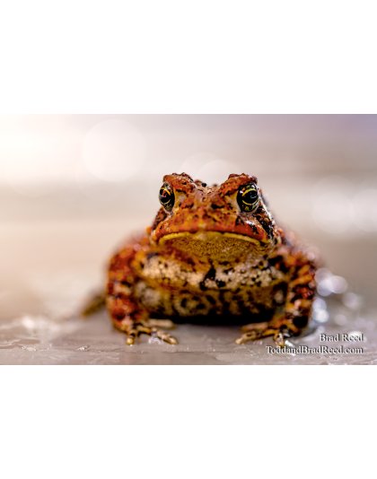 Brad Reed's Day 163 of 366 - June 11, 2020