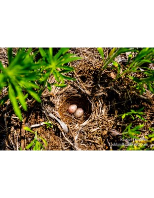 Rachel Gaudette's Day 165 of 366 - June 13, 2020