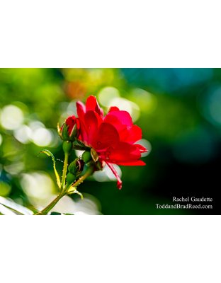 Rachel Gaudette's Day 167 of 366 - June 15, 2020