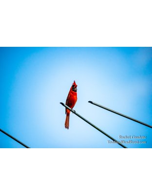 Rachel Gaudette's Day 168 of 366 - June 16, 2020