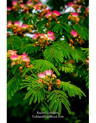 Rachel Gaudette's Day 169 of 366 - June 17, 2020